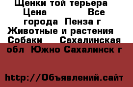 Щенки той терьера › Цена ­ 10 000 - Все города, Пенза г. Животные и растения » Собаки   . Сахалинская обл.,Южно-Сахалинск г.